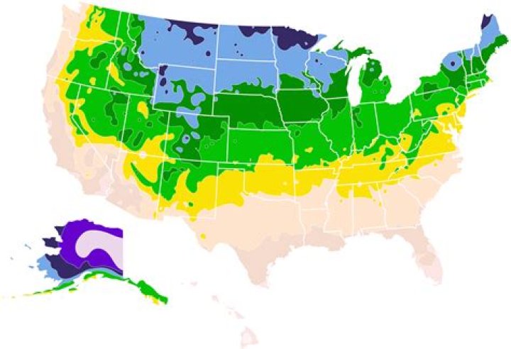 What do aspen trees eat