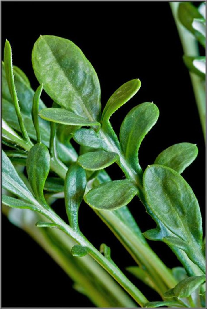 What do gazania leaves look like