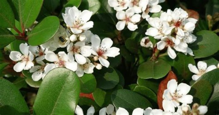 What do hawthorn flowers look like