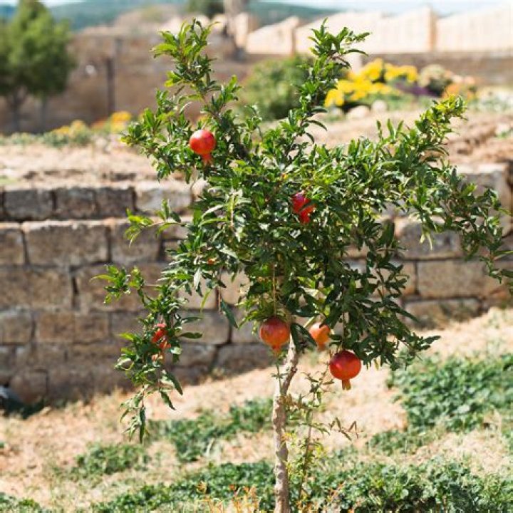 What do I feed my pomegranate tree