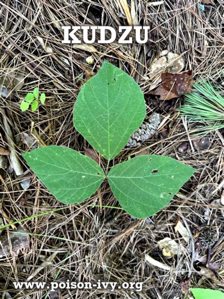 What do kudzu leaves taste like