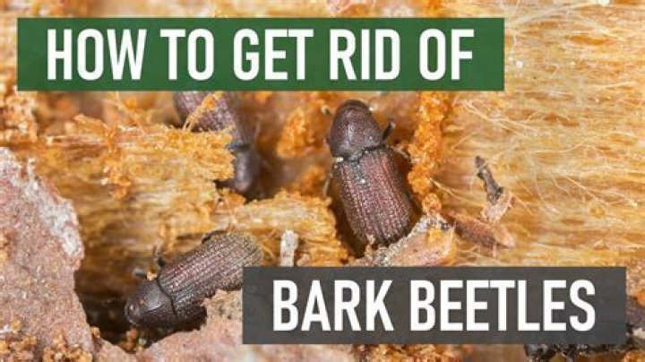 What do pine bark beetles eat