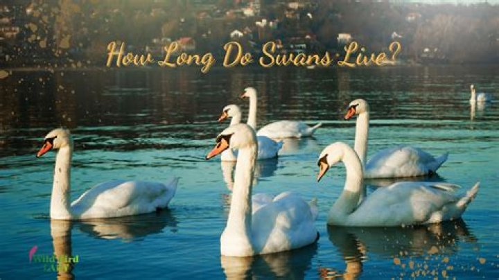 What Do Swans Eat - How To Discuss