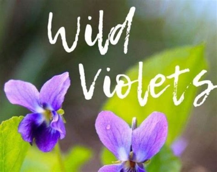 What do wild violets taste like