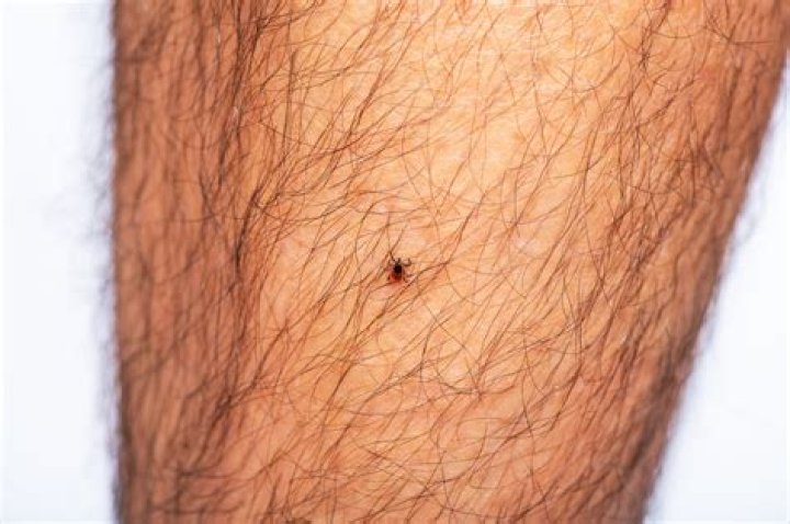 What do you do if you have ticks in your house