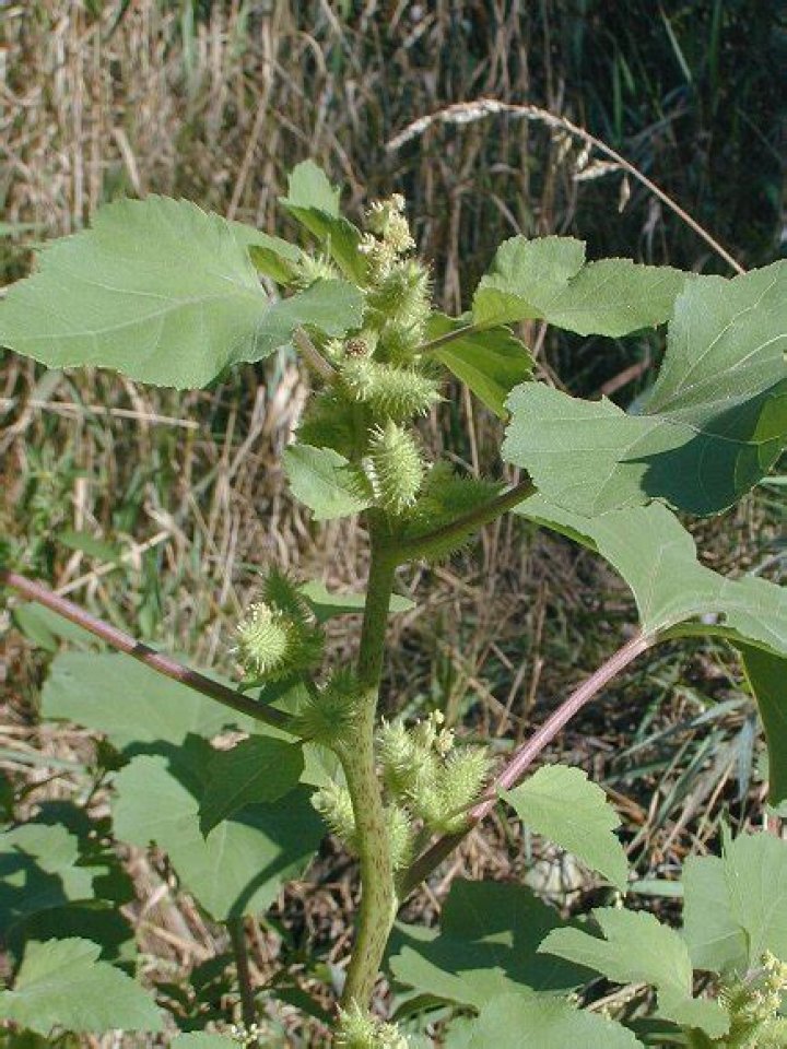 What does a cocklebur plant look like