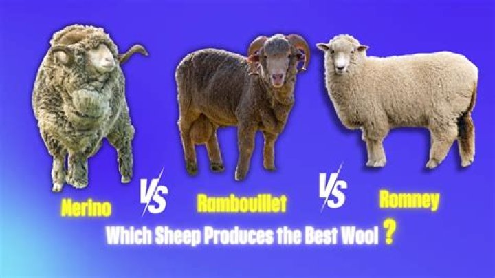 What does a merino sheep look like