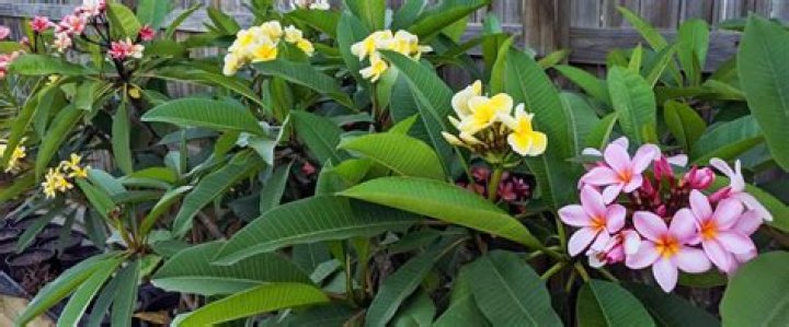 What does a native frangipani look like