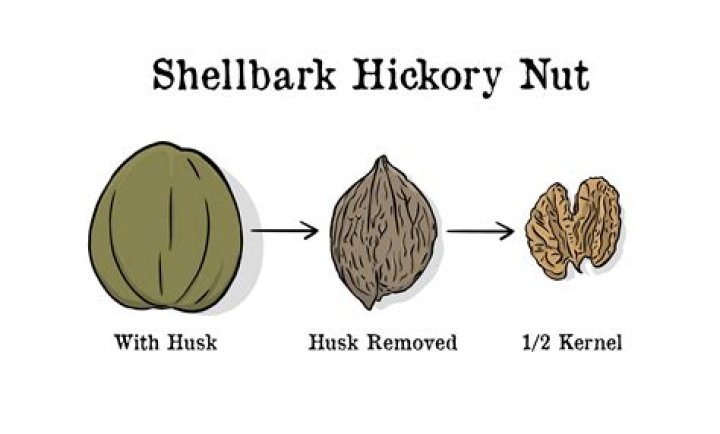 What does a Pignut Hickory look like