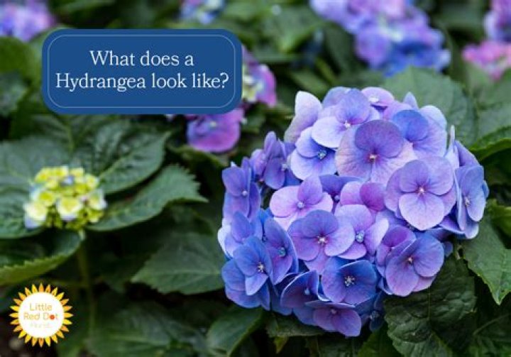 What does a smooth hydrangea look like