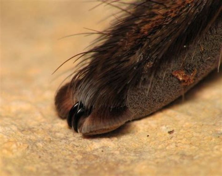 What does a Spiders foot look like