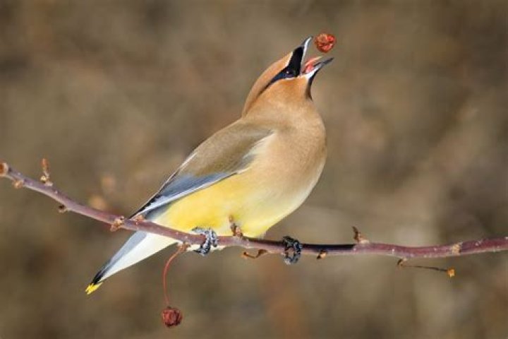 What does a waxwing look like