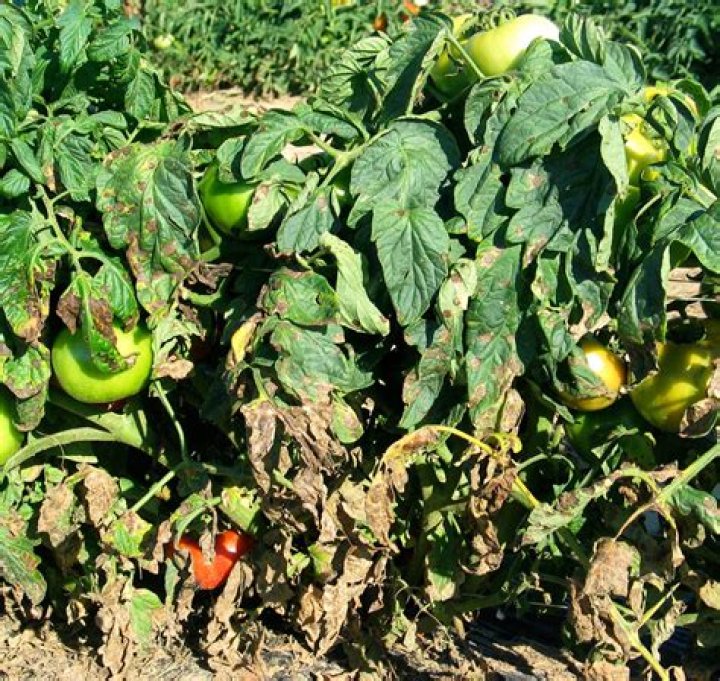 What does blight look like on tomato plants