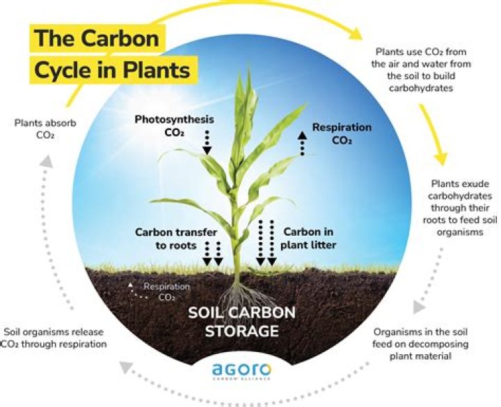 What does carbon do for plants