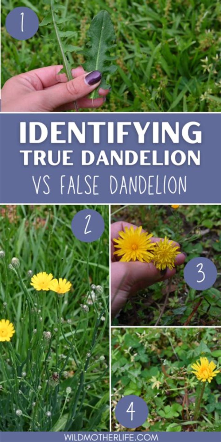 What does dandelions look like