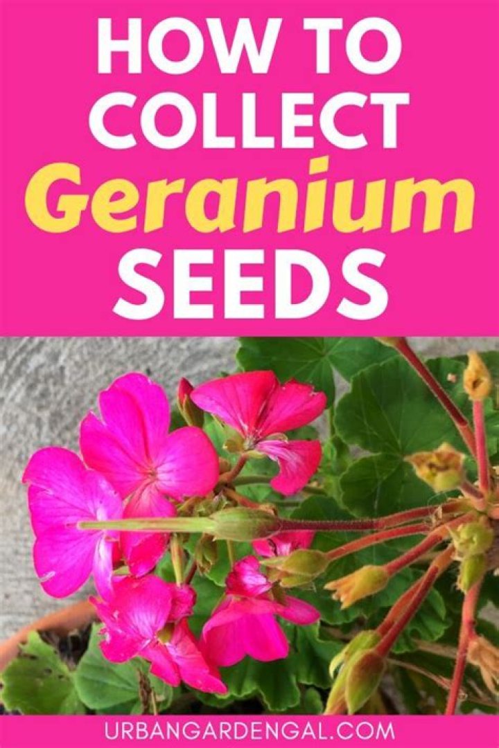 What does geranium seeds look like