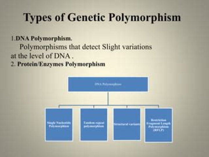 What does highly polymorphic mean