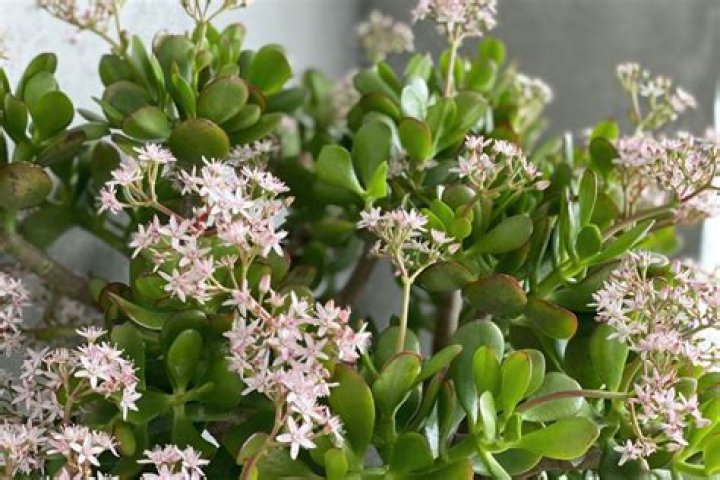 What does it mean when a jade plant flowers