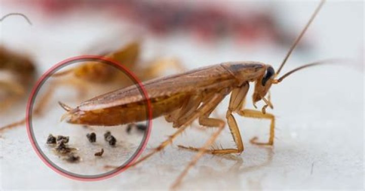 What does large cockroach poop look like