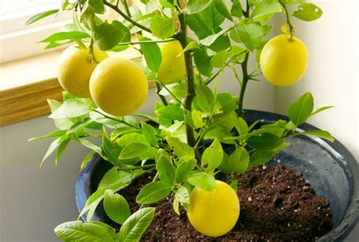 What does lemon plant look like