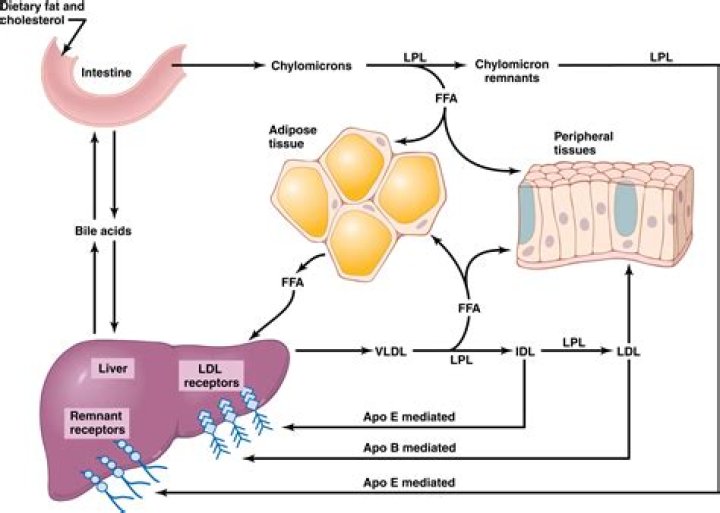 What does lipase do for the body