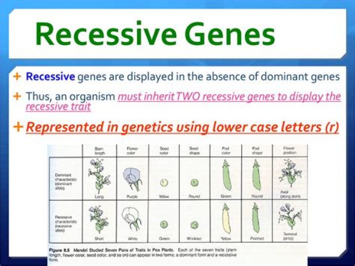 What does recessive mean for kids