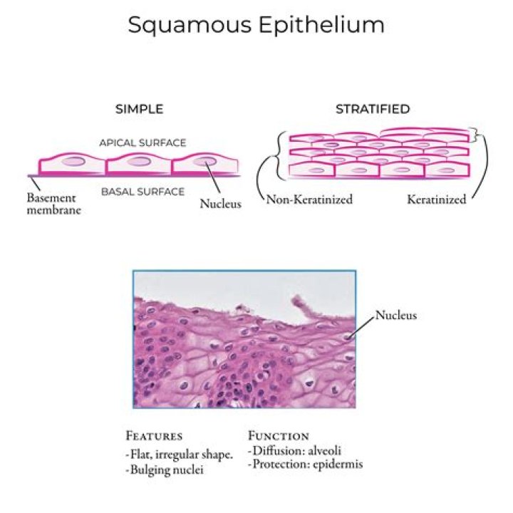 What does simple squamous epithelium do