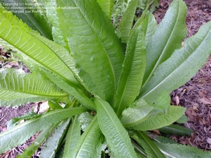 What does Teasel look like