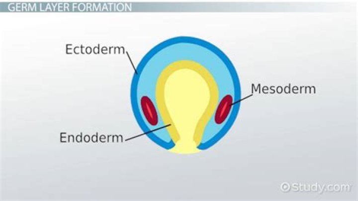 What does the embryonic cell layer mesoderm become