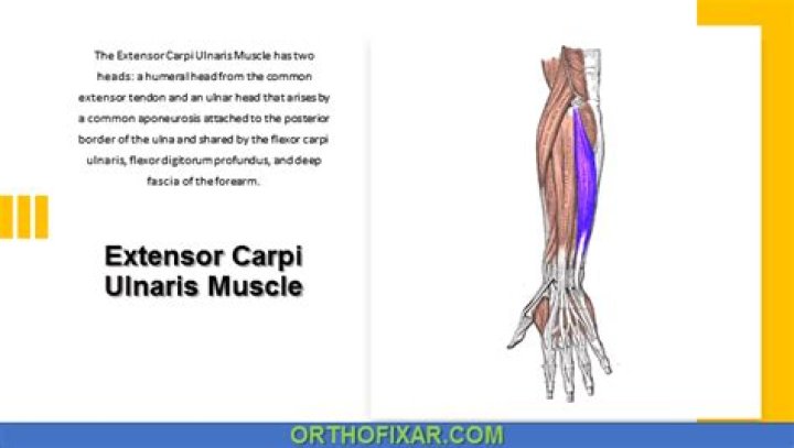 What does the extensor carpi do