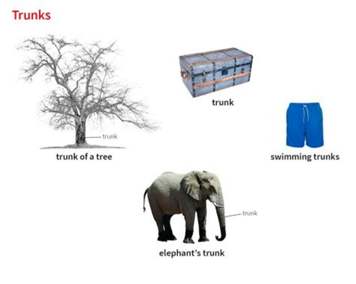 What does tree trunk mean