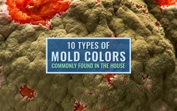 What does yellow mold look like