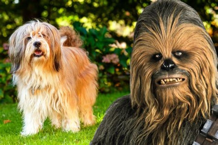 What Dog Breed Looks Like Chewbacca