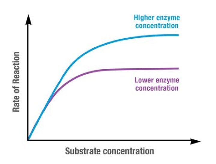 What effect does changing the concentration of the base have on the pH