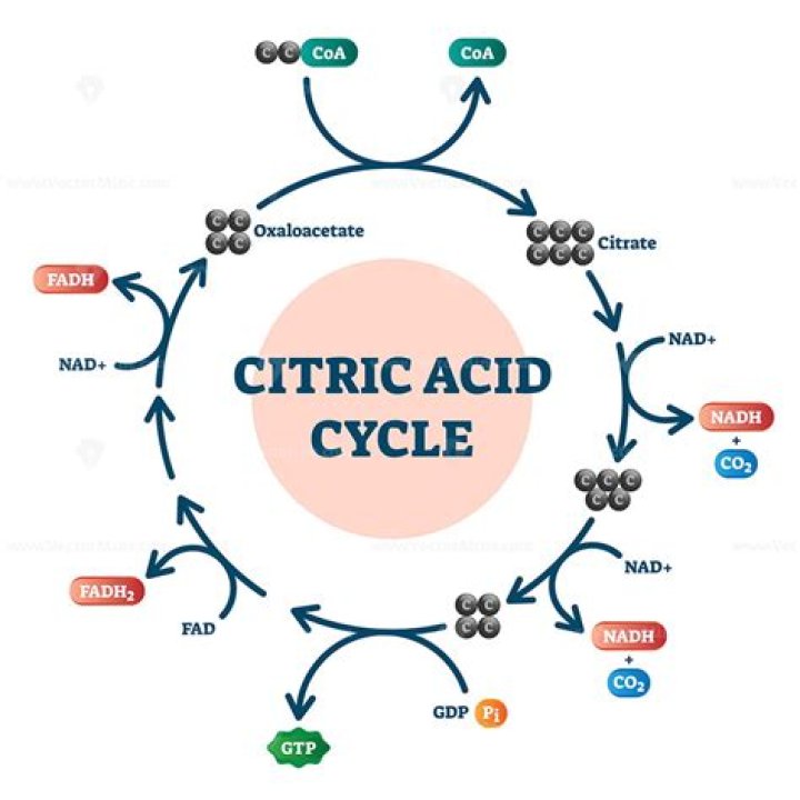 What enzymes are involved in the citric acid cycle