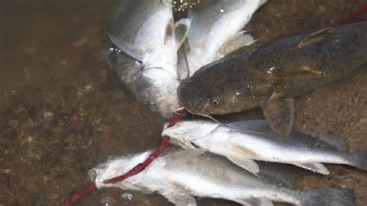 What Fish Is Biting Right Now