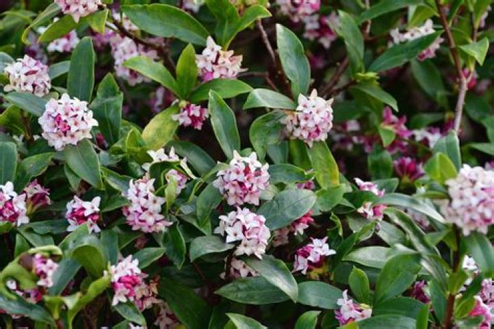 What flowering shrubs grow in full sun