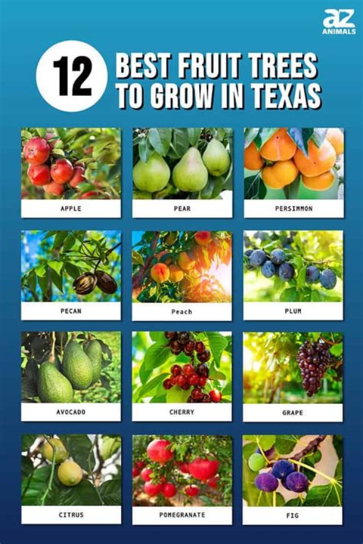 What fruit trees grow well in North Texas