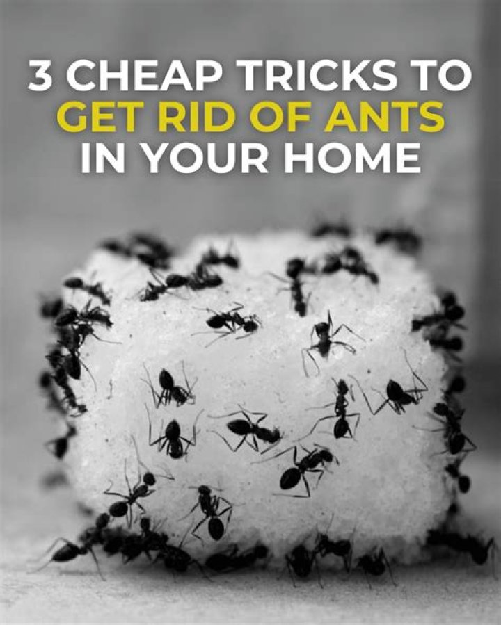 What gets rid of ants