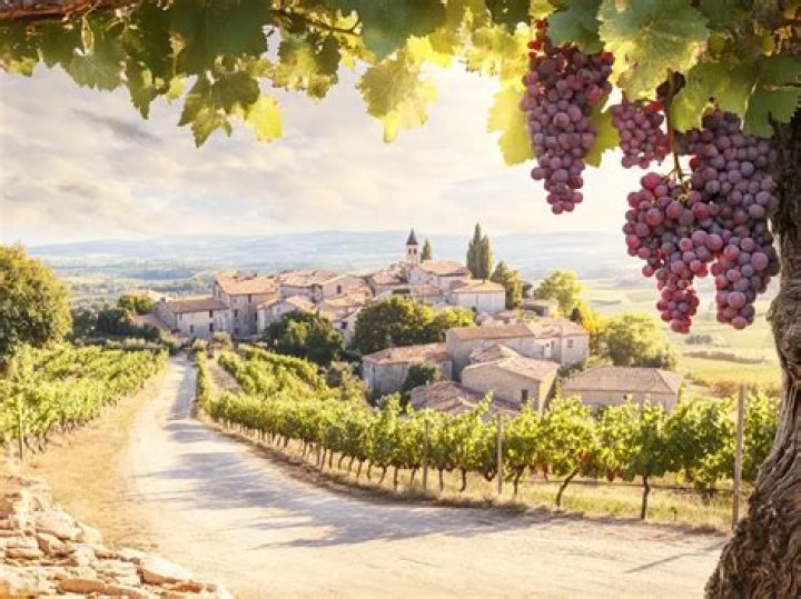 What grape is Beaujolais