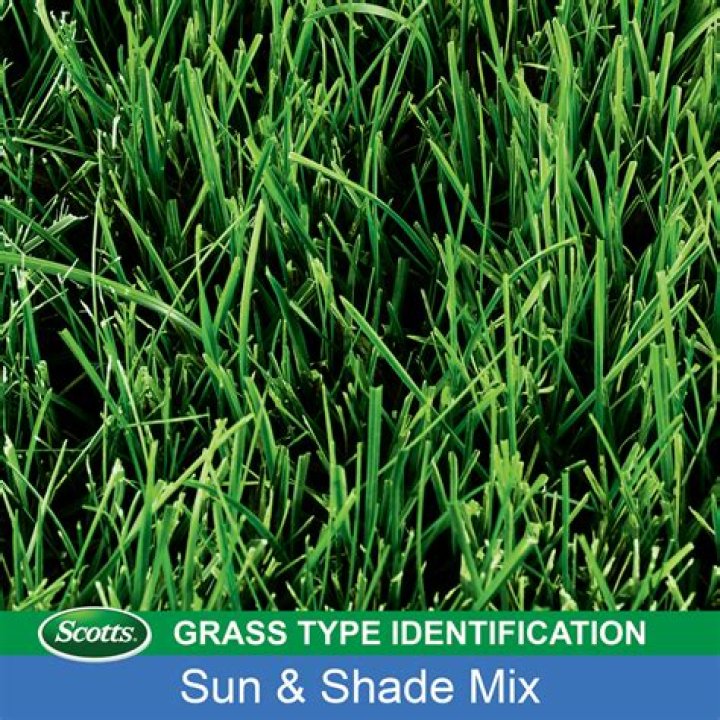 What grass is in Scotts sun and shade mix