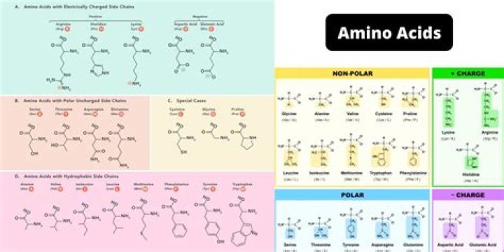 What group differentiates most amino acids from each other