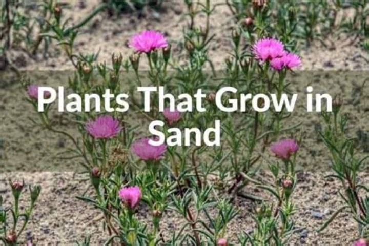 What grows in shade and poor soil