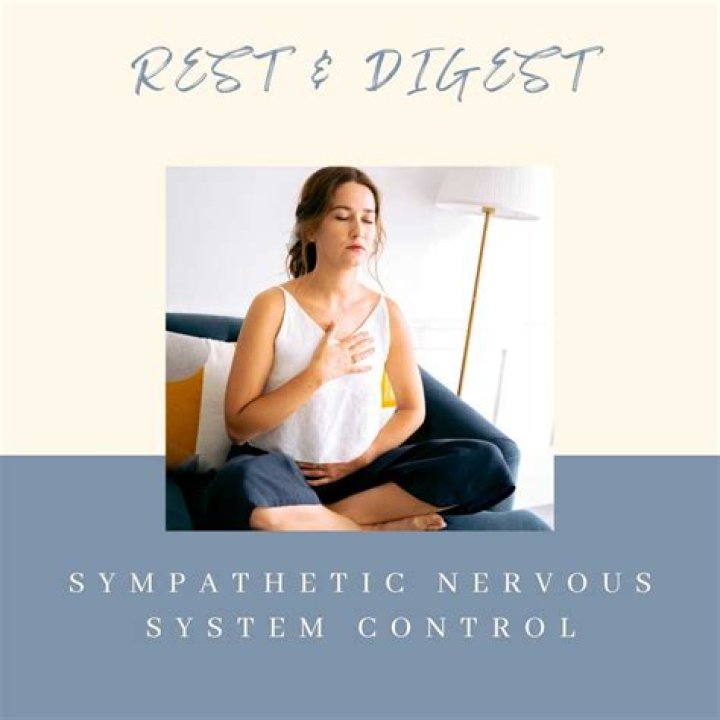 What happens in rest and digest