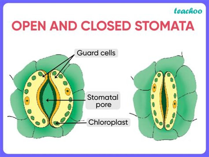 What happens when guard cells of stomata stop working