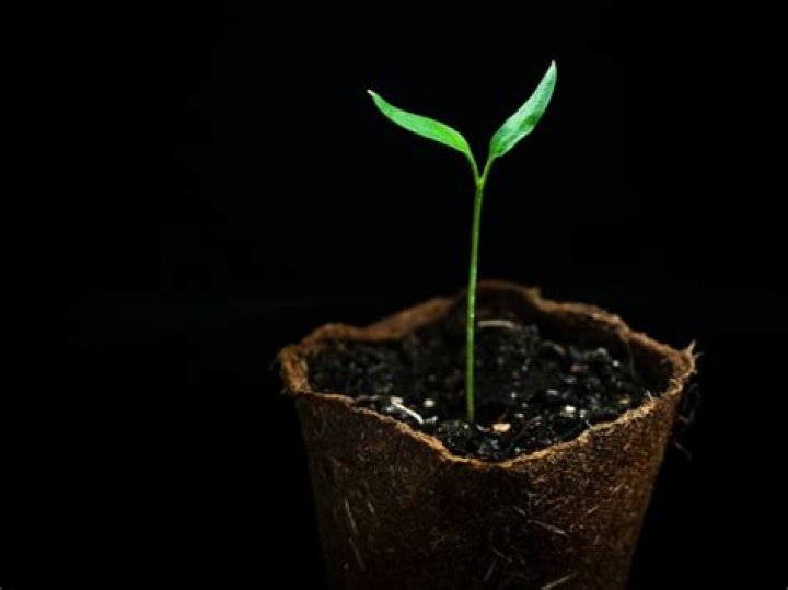What happens when plants grow in the dark