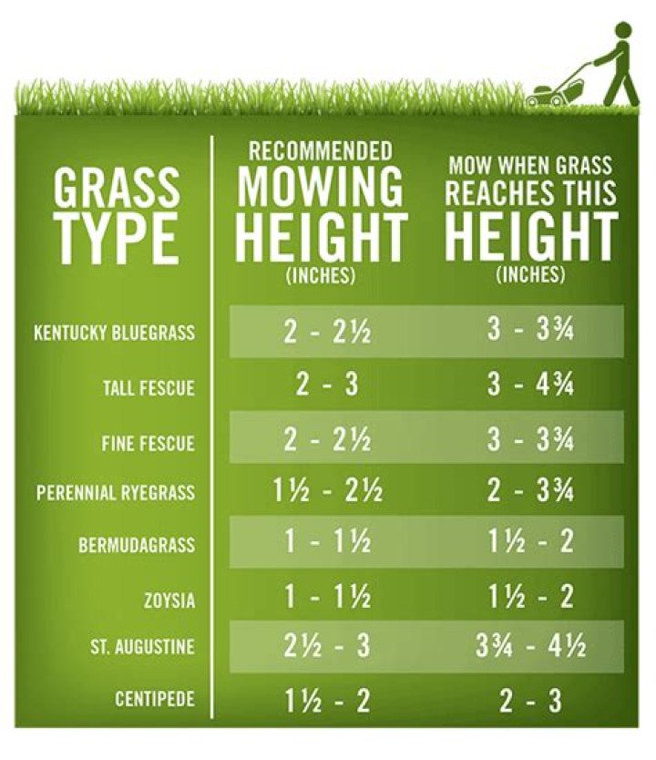 What height should lawn be mowed