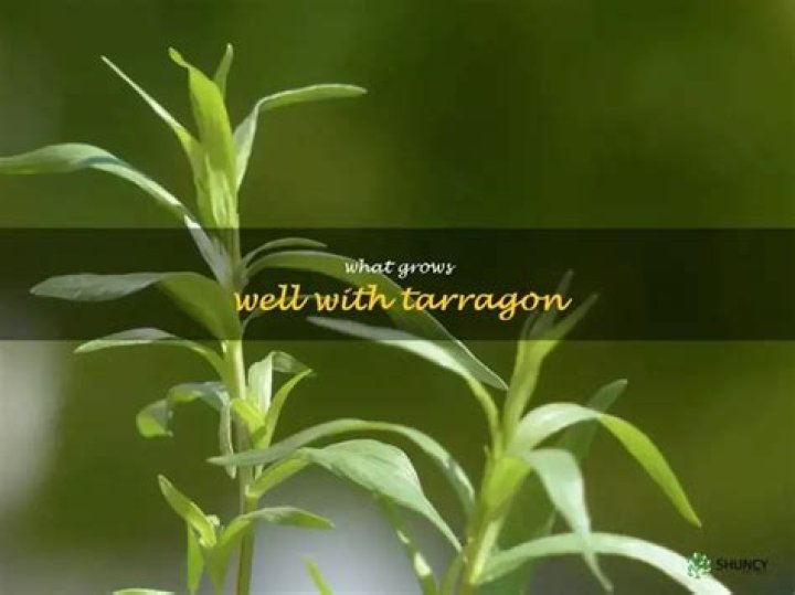 What herb goes well with tarragon