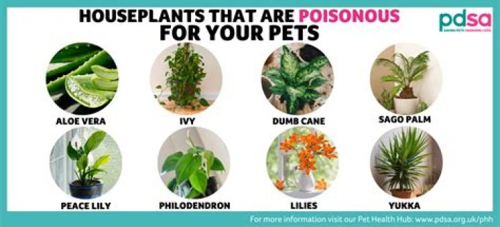 What houseplants are poisonous to pets