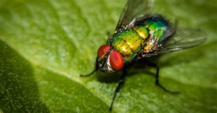 What insects can fly